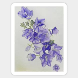 Harebells (campanula) watercolour painting Sticker